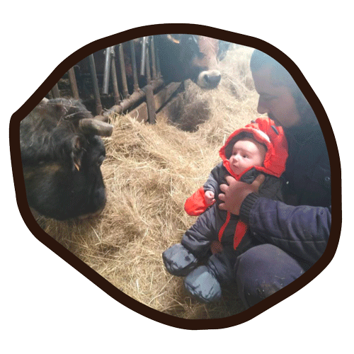 activité4 bébé qui regarde une vache