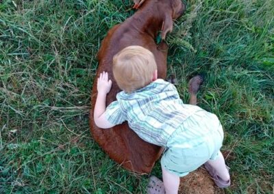 enfant de 4 ans qui se coucje sur un veau