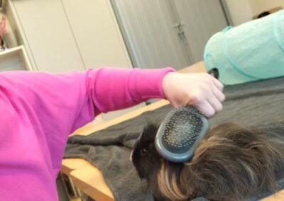 seance de coiffage d'un cochon d'inde